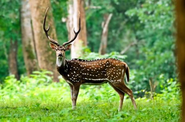 Ralamandal Wildlife Sanctuary