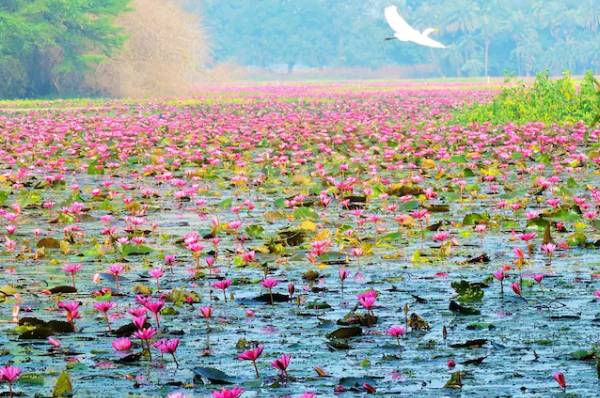 Gulawat Lotus Valley